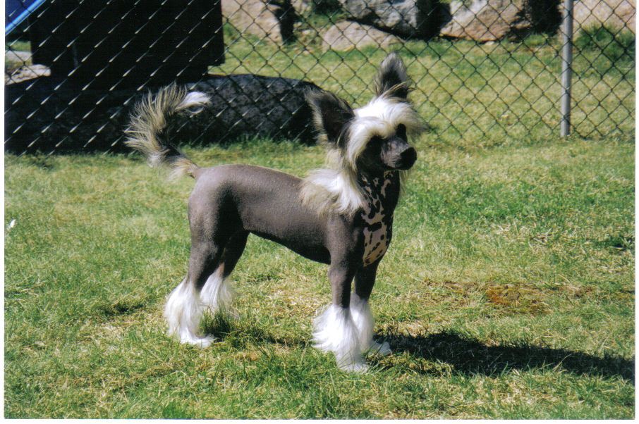 De La Mahafu's Hermine Chikee