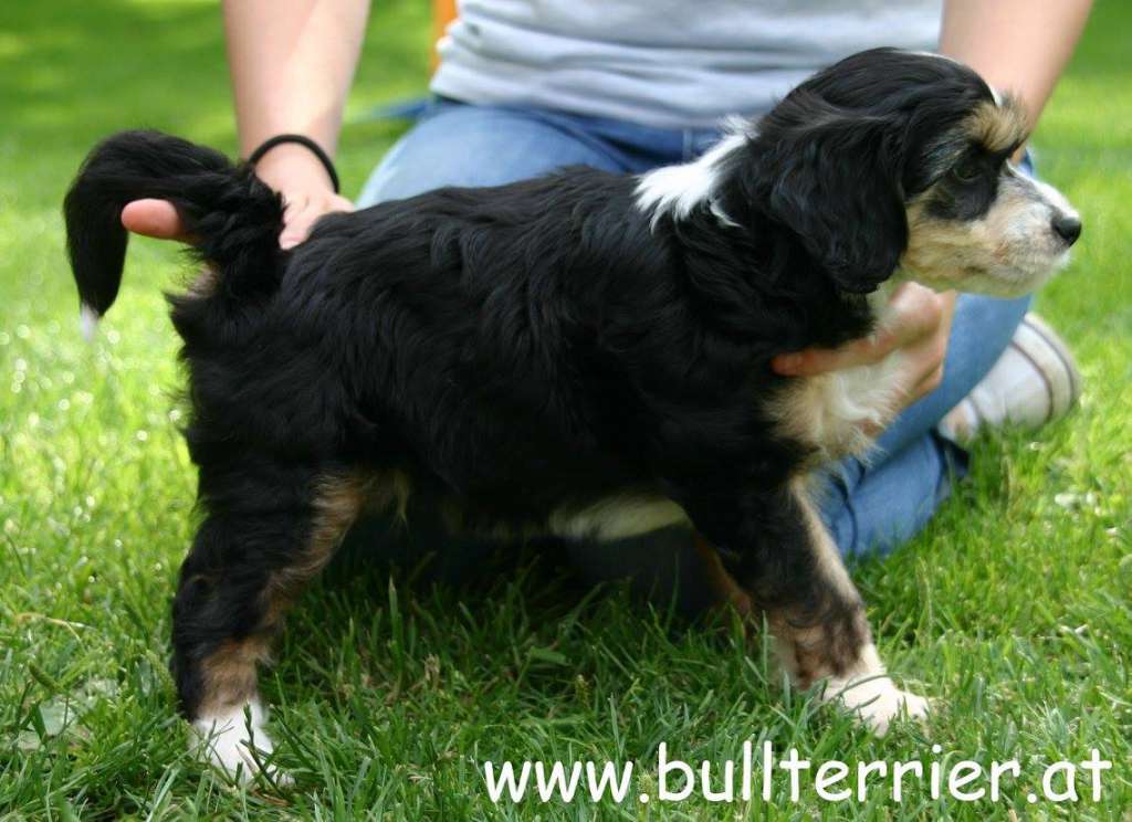 Laureola's Zensational Bobby