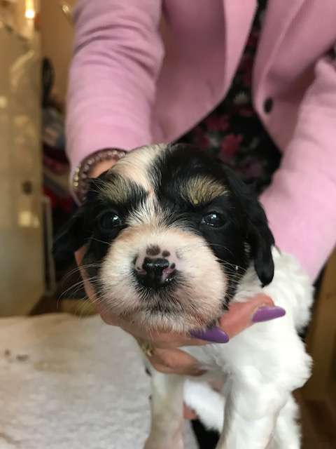 Konishiki Cracking Time