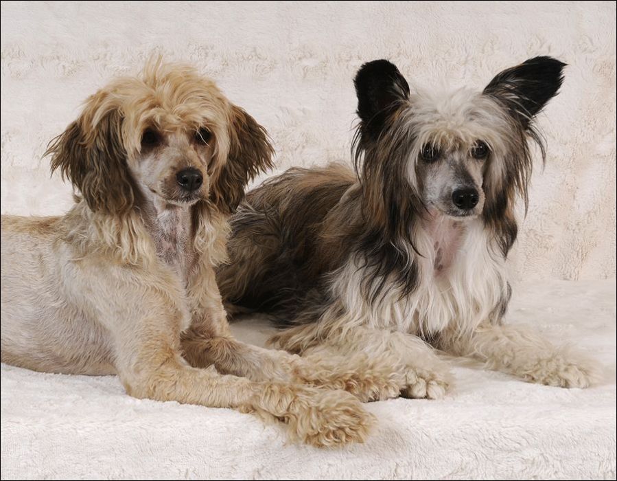 Cipracrest's Grand Charm