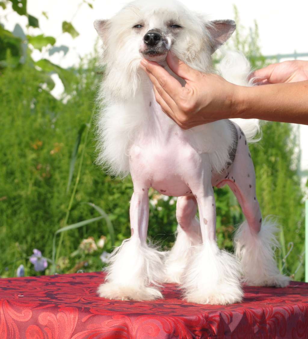 Snow Waltz Dom Risorto