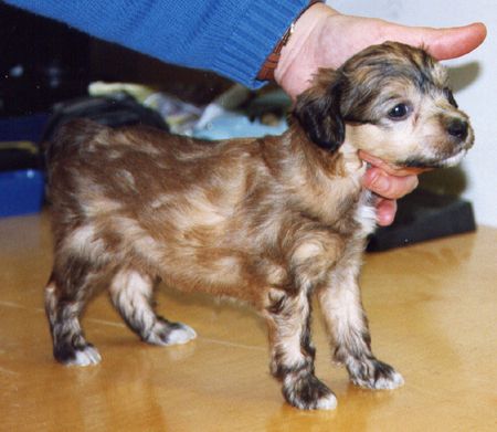 Nakkeri Bittinikkari