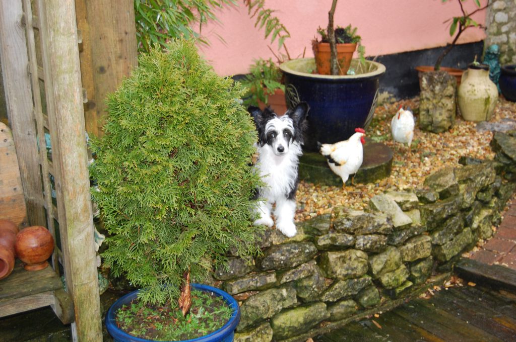 Zucci little Treasure