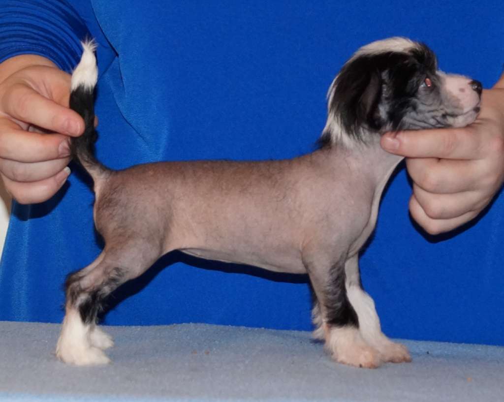 Sun Dan Angel On My Shoulder