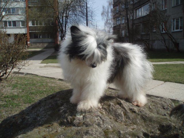 Fantastik Kashmir Marlen Djoi