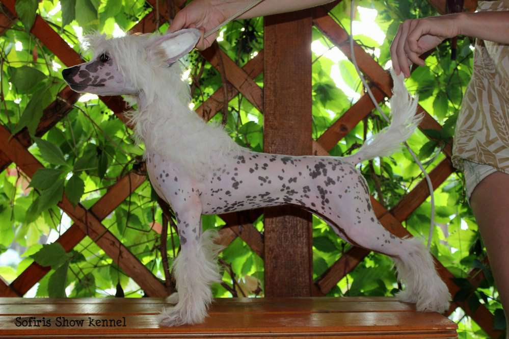 Sofiris Show Wind of Change