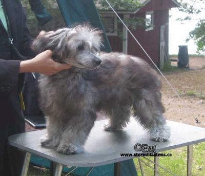 Crestwood Little Wizard