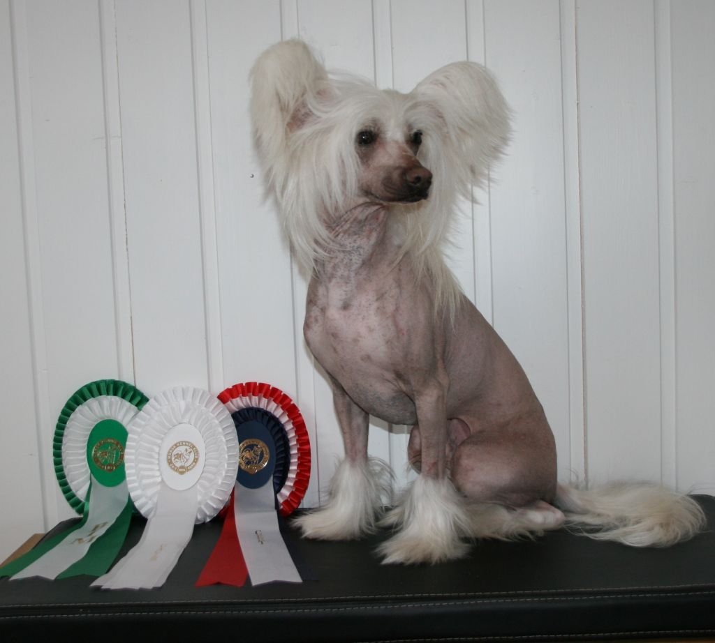 Nordlysbyen's Gerrard