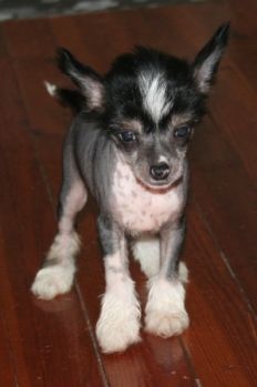 House Of Fun's Exotic'n Fabulous