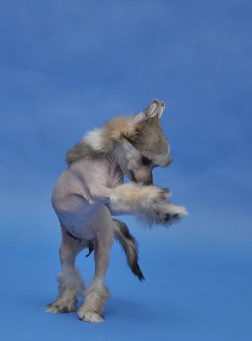 Estonia Artagasamazis