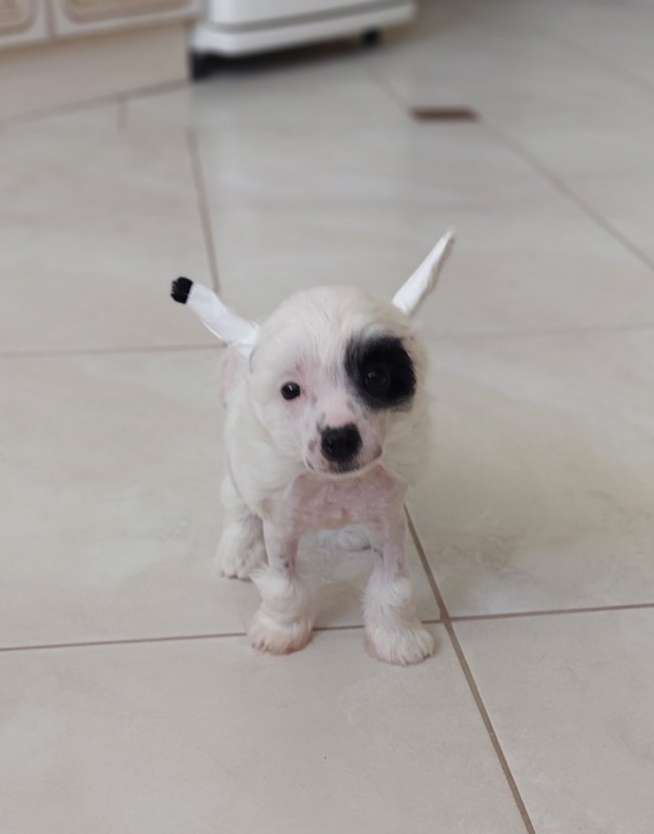 Rafaela Bonus Westtai