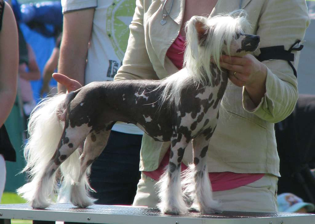 Mooncrystal's Eternal Flame