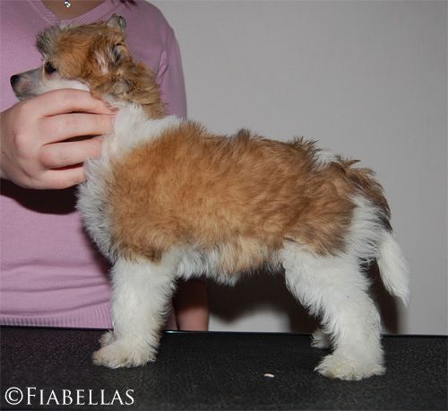 Fiabella's The Power of Love