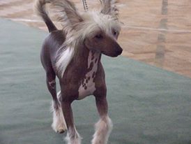 Salmoncrest One and Only