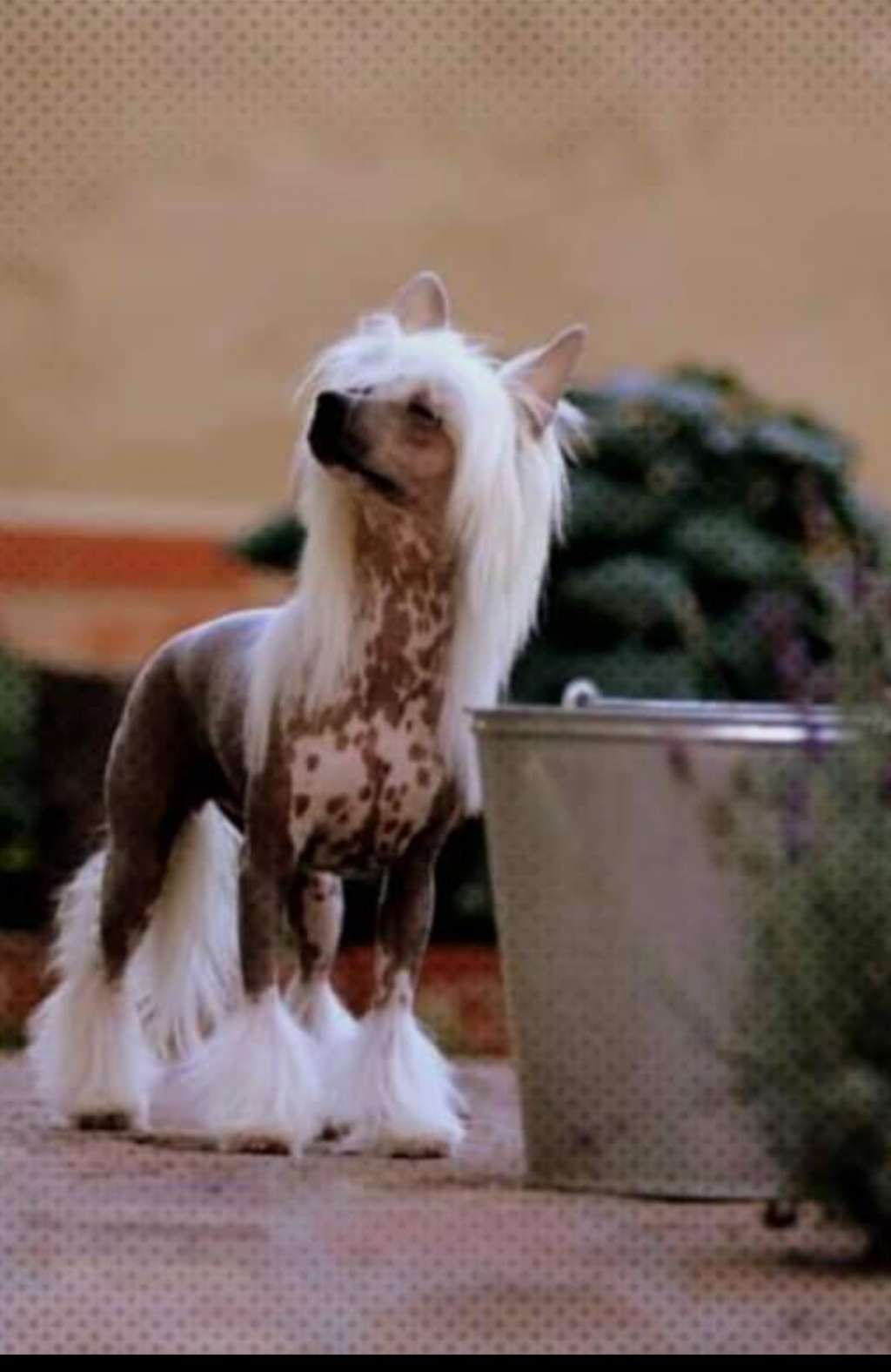 Cooper queen de Almamasan