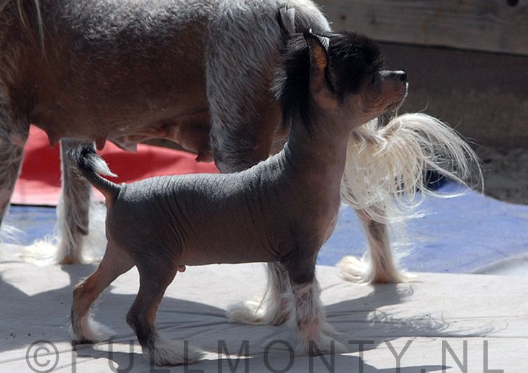 Full Monty See My Shadow Fly 