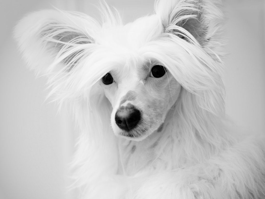 Sunstreaker No Mercy