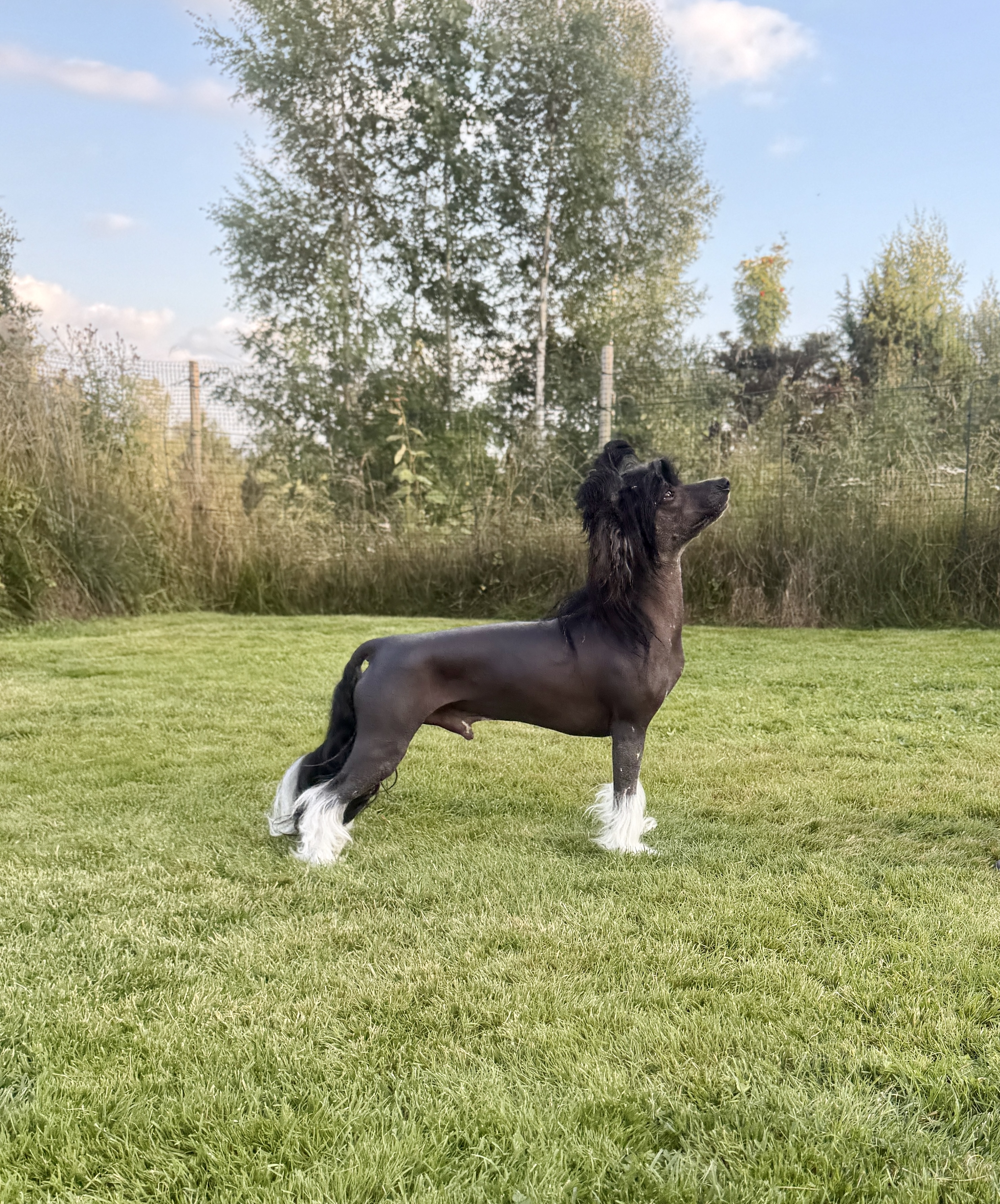Cerohair Beautiful Beast