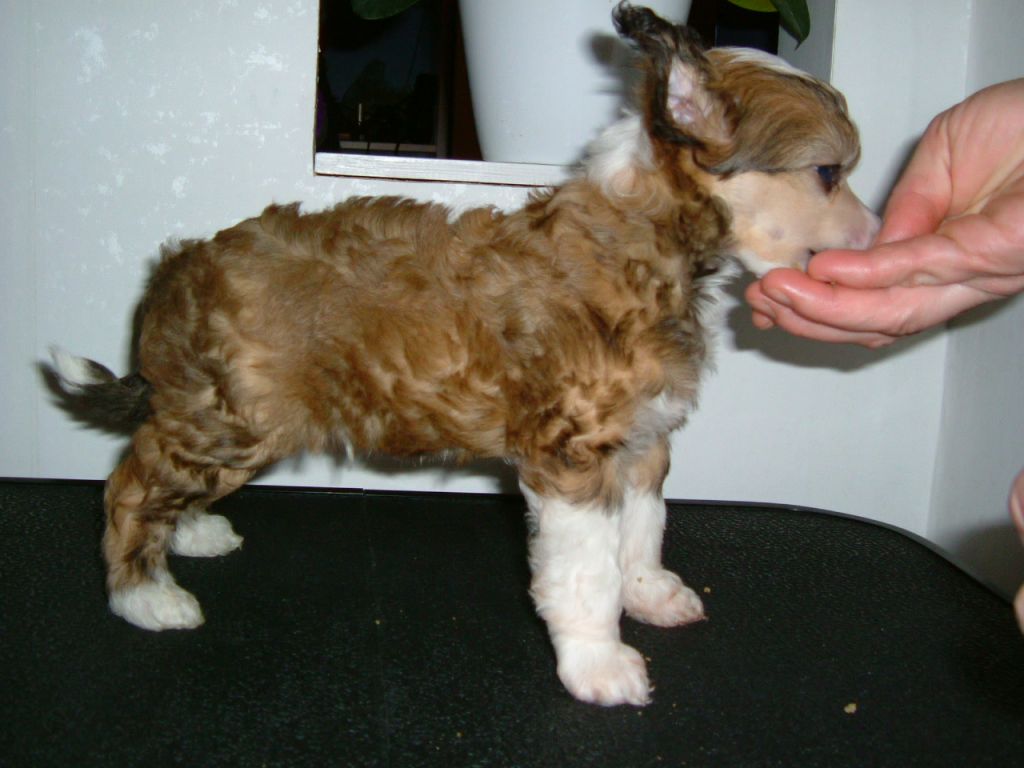 Chinetta's Chicago Quickstep