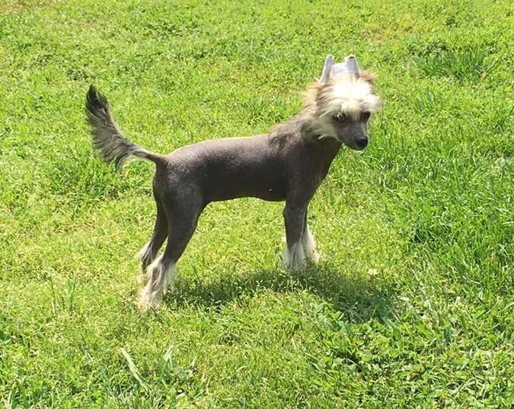 Cosmic Lydias Highly Suspect