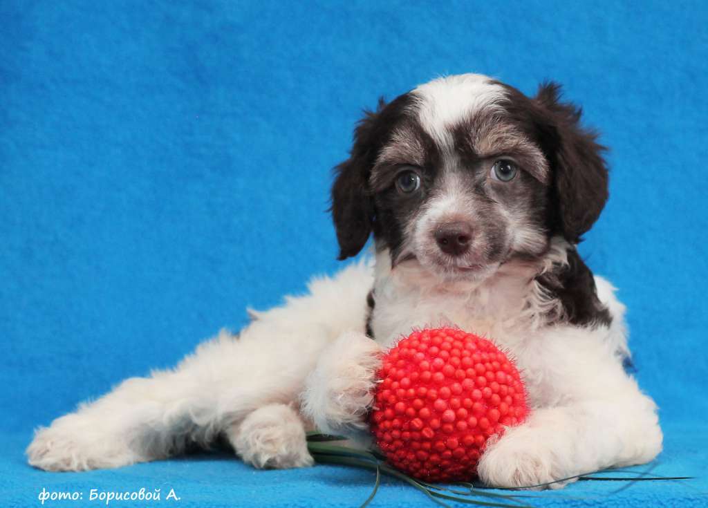 Lux Star Zalmay Horry