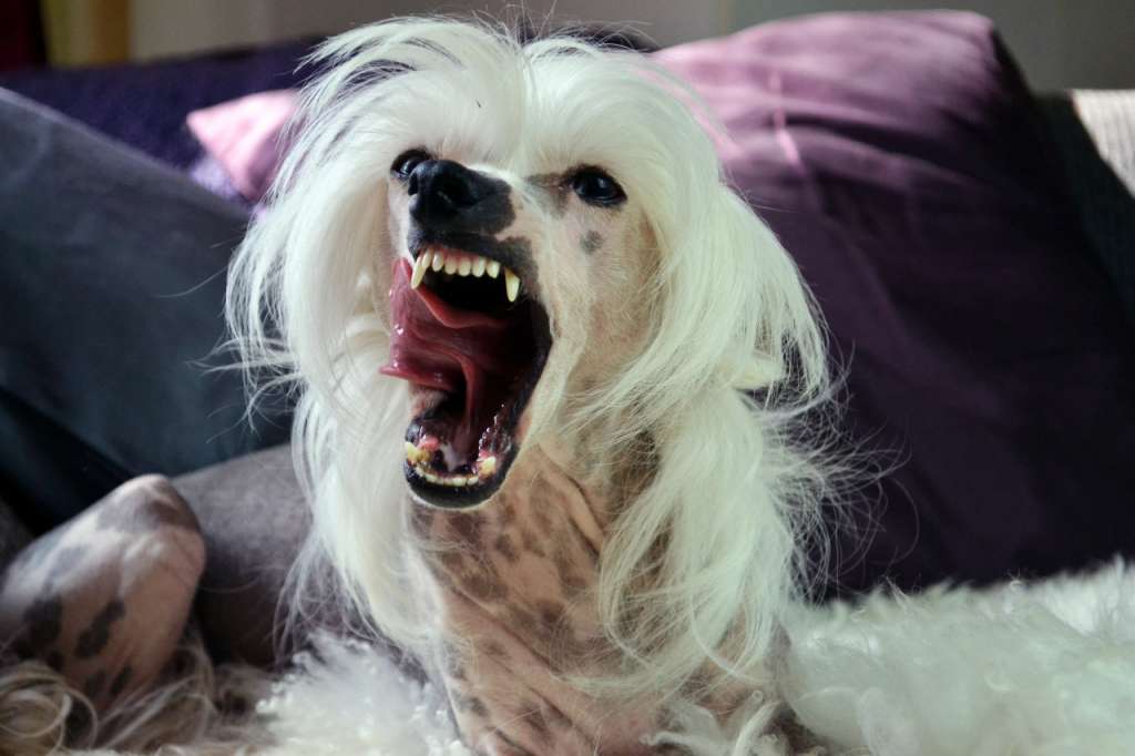 Flinkagårdens Shiny Treasure