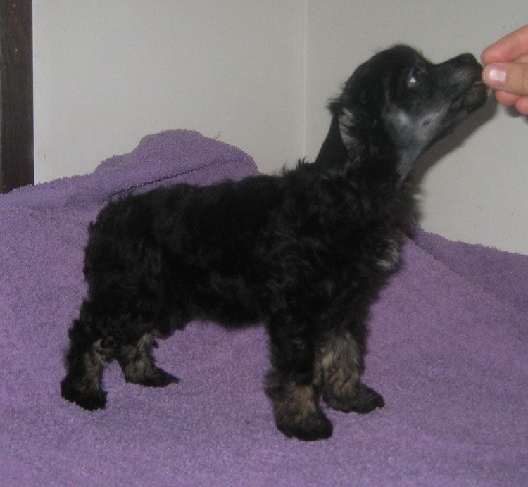 Stormblåstens Jeanne d'Arc