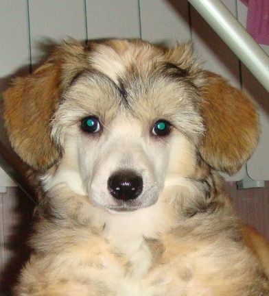 Ava maria Money Stream