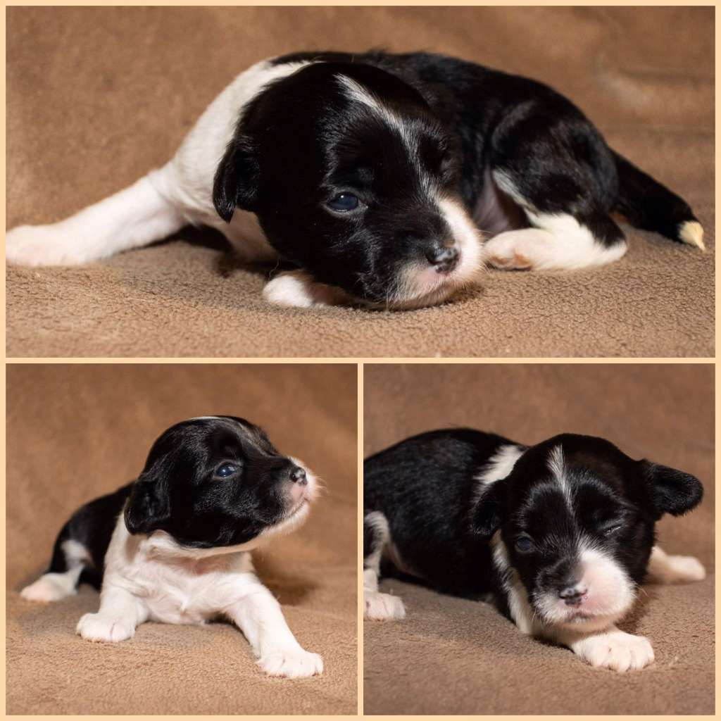 Crestilux Jingle Jangle