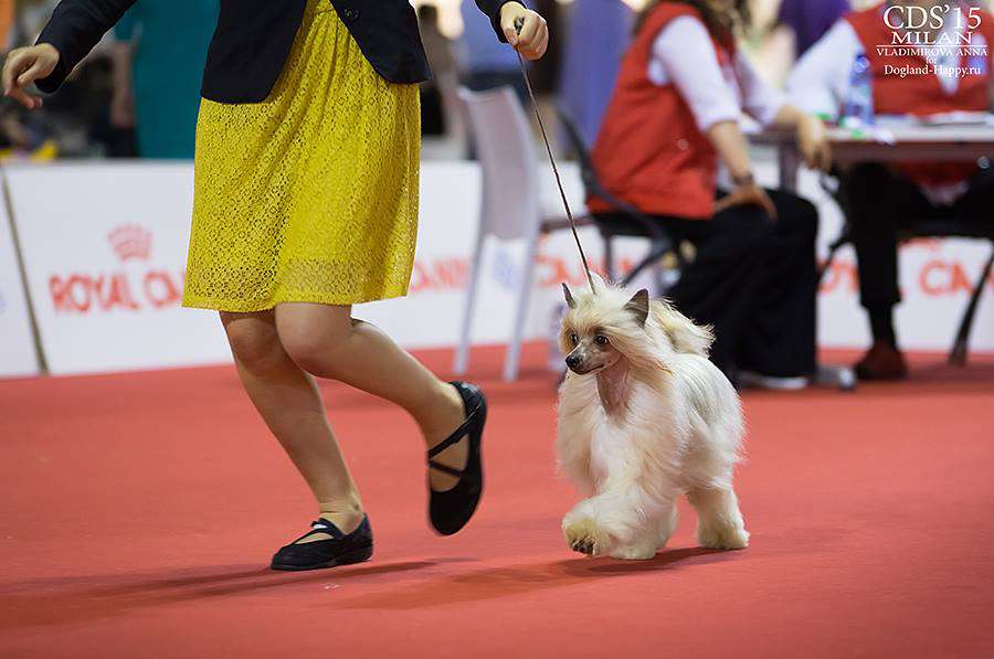 puppy BIS Valkirja Poarott