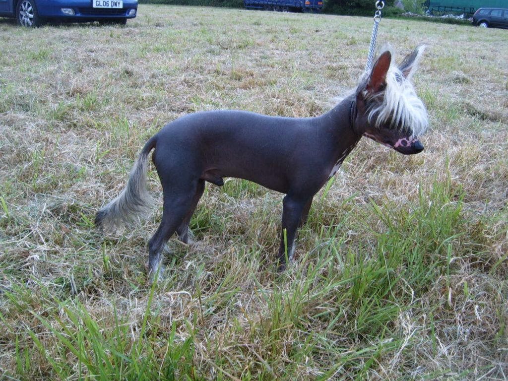 Idleknot Top Hat N Tail