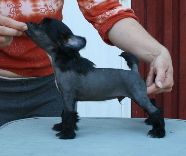 Proud Pony U Make It Real