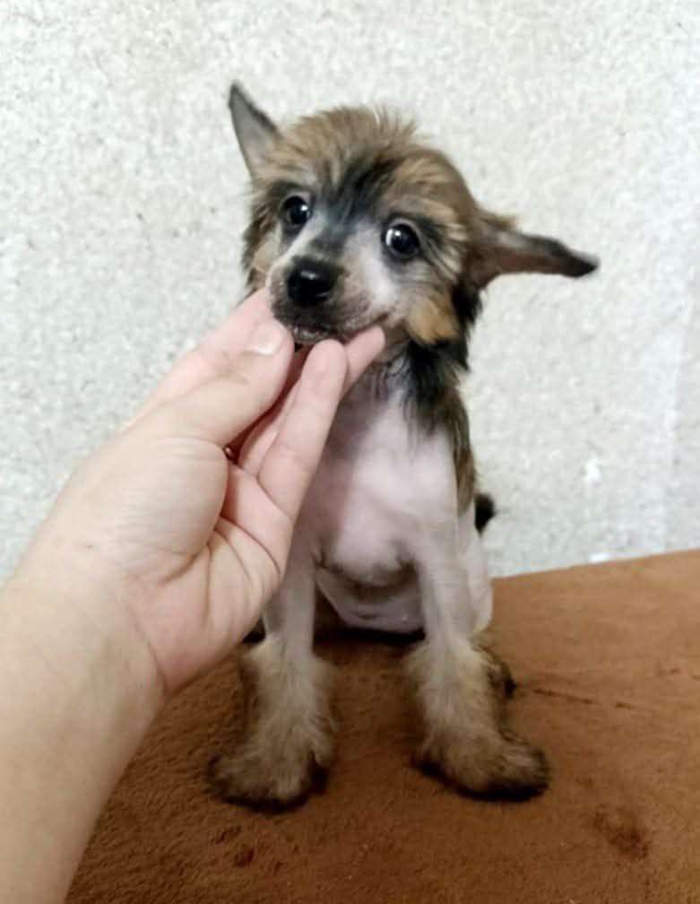 Beauty Incomporable Iolanta