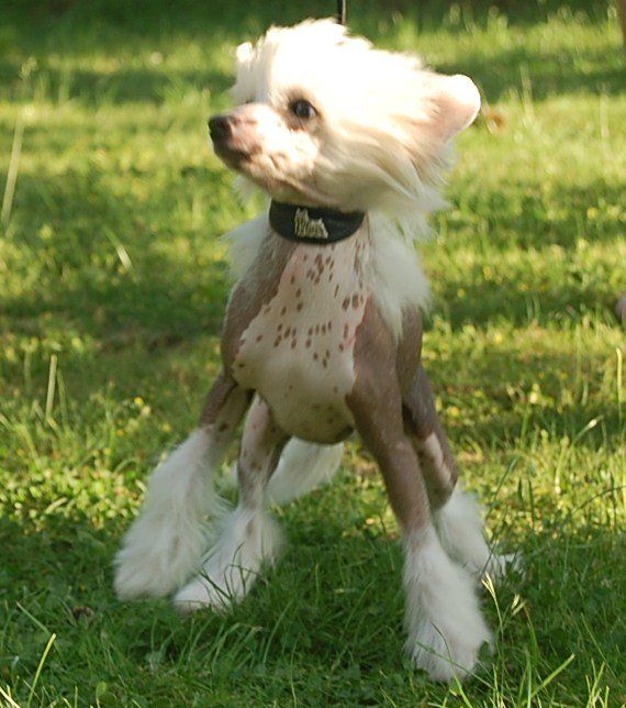 Taijan Dreamer Sex Sales