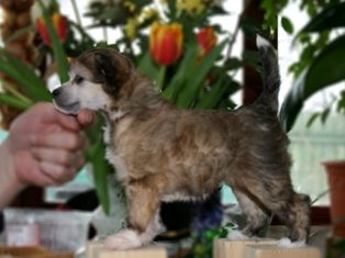 Ksolo Club Ulumury Beata