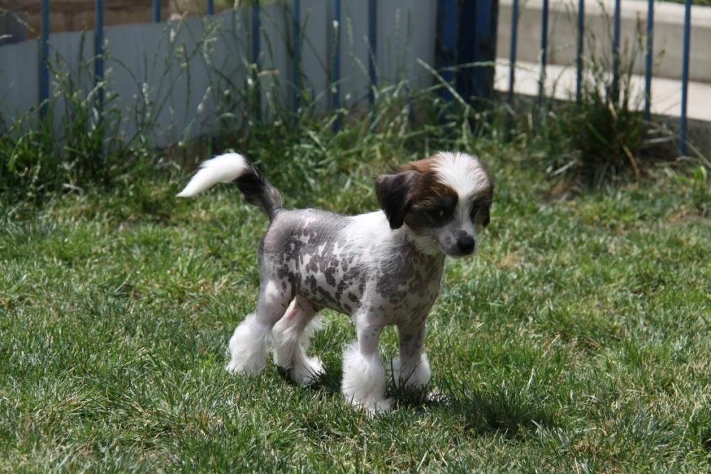 Zheneva-Debjut   Che Gevara