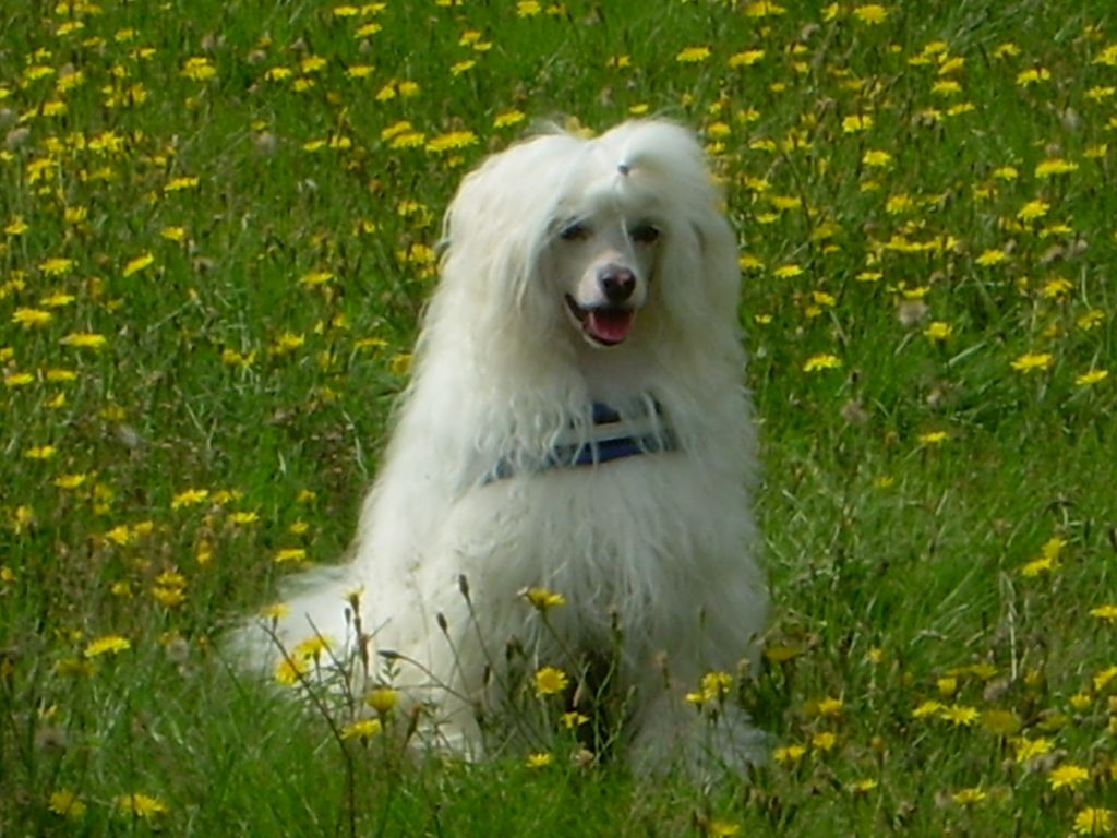 Kaunisvirran Omar Onnekas