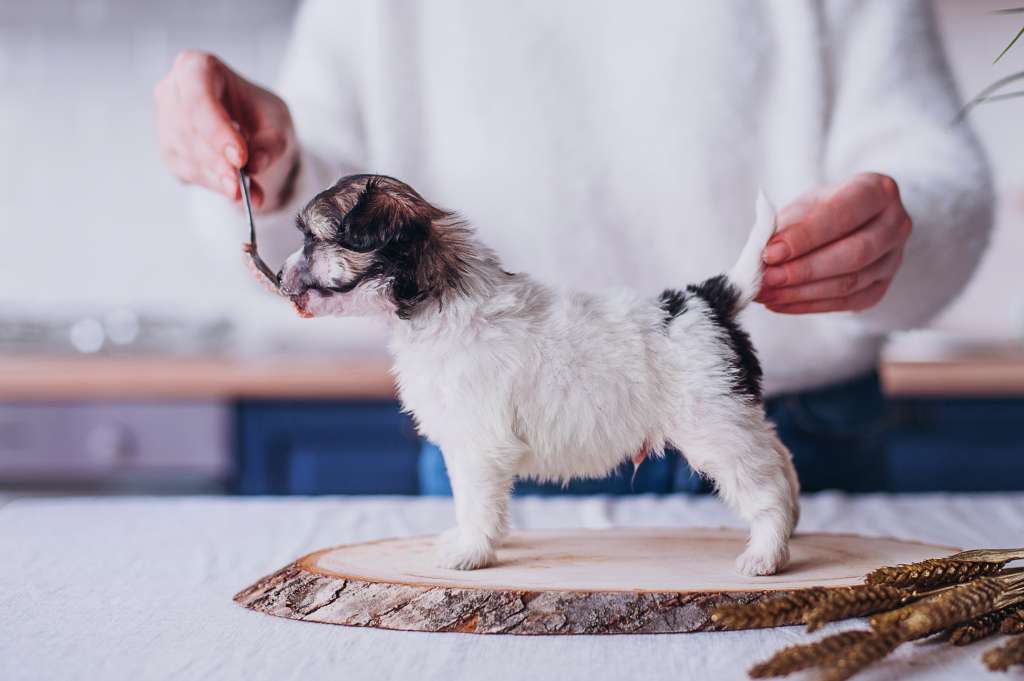 Rufus Draconis Infans