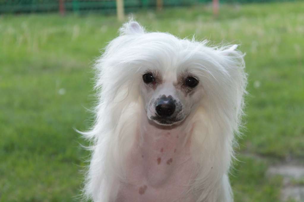 Sol'tanto Bianko Latte