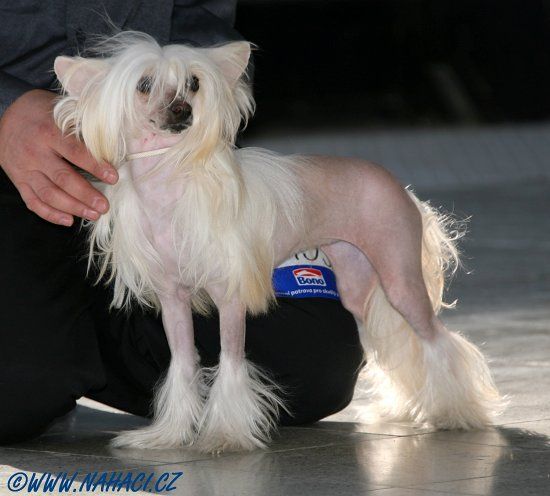 Abigail Royal Nazarad