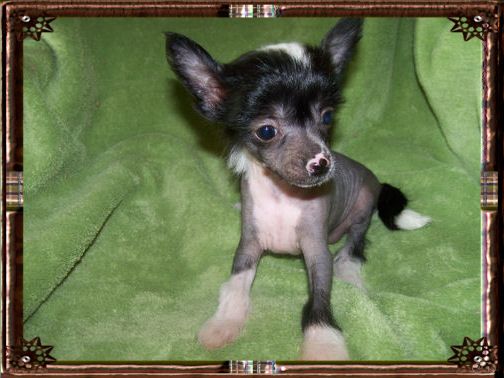 WC Jump Jivin Gypsylea of Shellacres