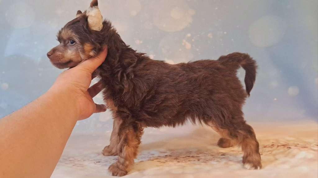 Other Feeling Sasima