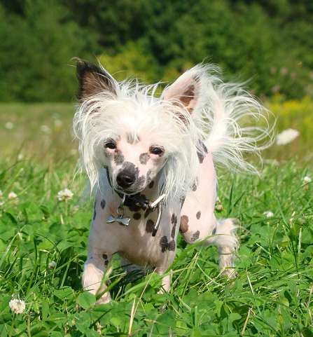 Cat's China Dogs Ultra Shining Star