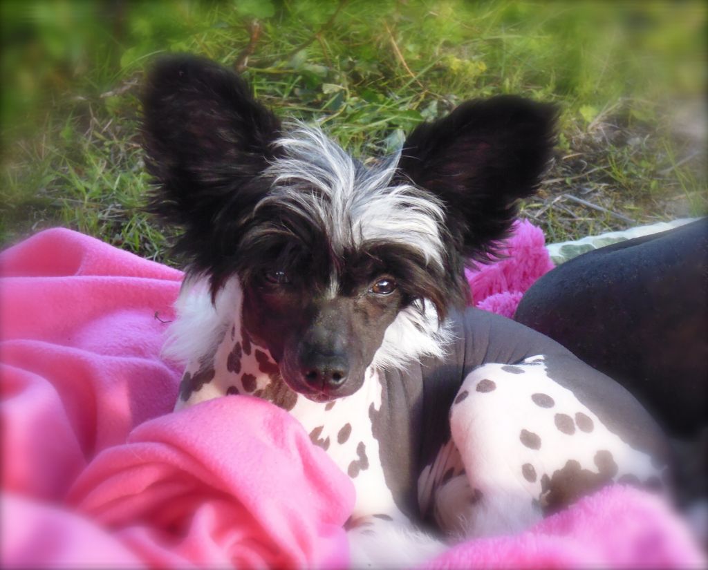 Proud Pony Ballerina