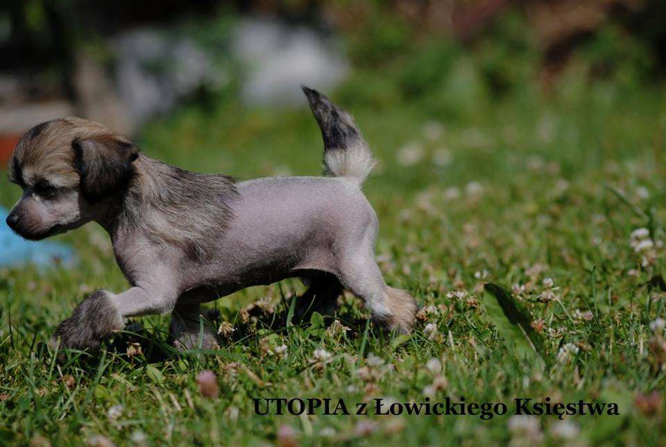 UTOPIA z Lowickiego Ksiestwa