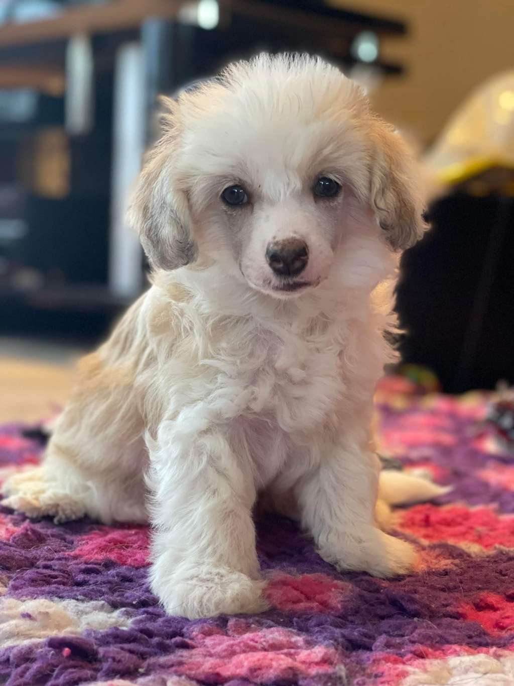 Smal Island dogs Alfie