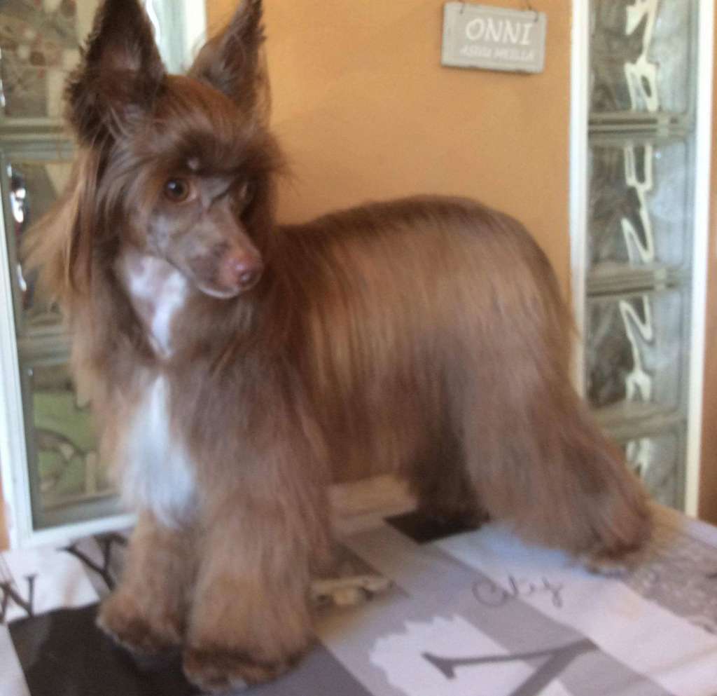 Vellar Pljus Shoko Ladushka