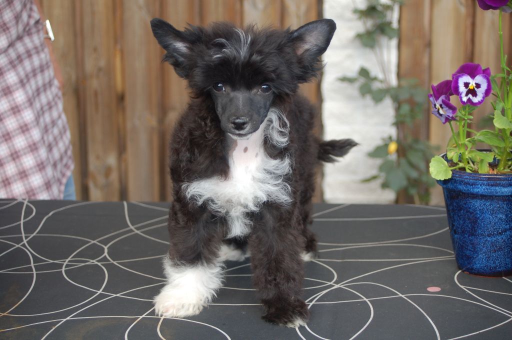 De La mahafu's Miss Isadora