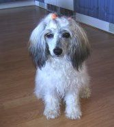 Silverekens Mozzarella