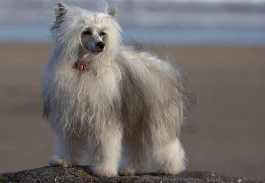 Camoto Two For Tango